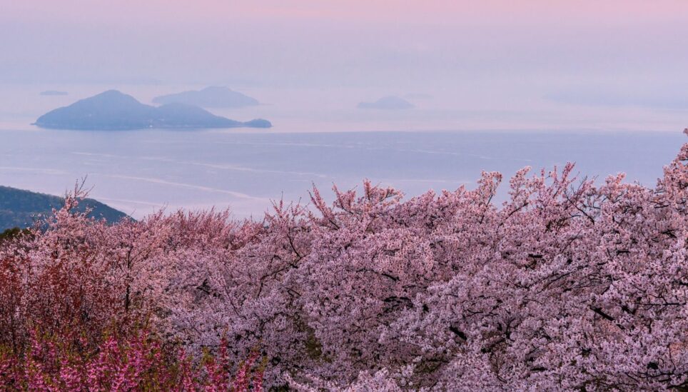 https://www.coolearth.org/wp-content/uploads/2025/07/220611-Climate-Optimism-cherry-blossom.jpg