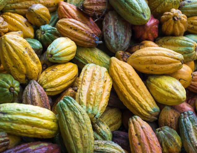 Le chocolat au Royaume-Uni est-il lié à la déforestation&nbsp;?