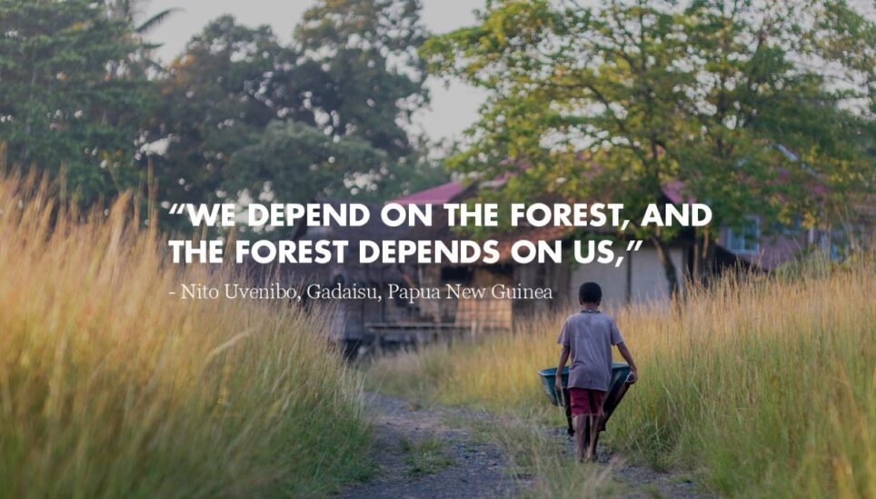 https://www.coolearth.org/wp-content/uploads/2025/07/A-Celebration-of-Rainforest-3.jpg