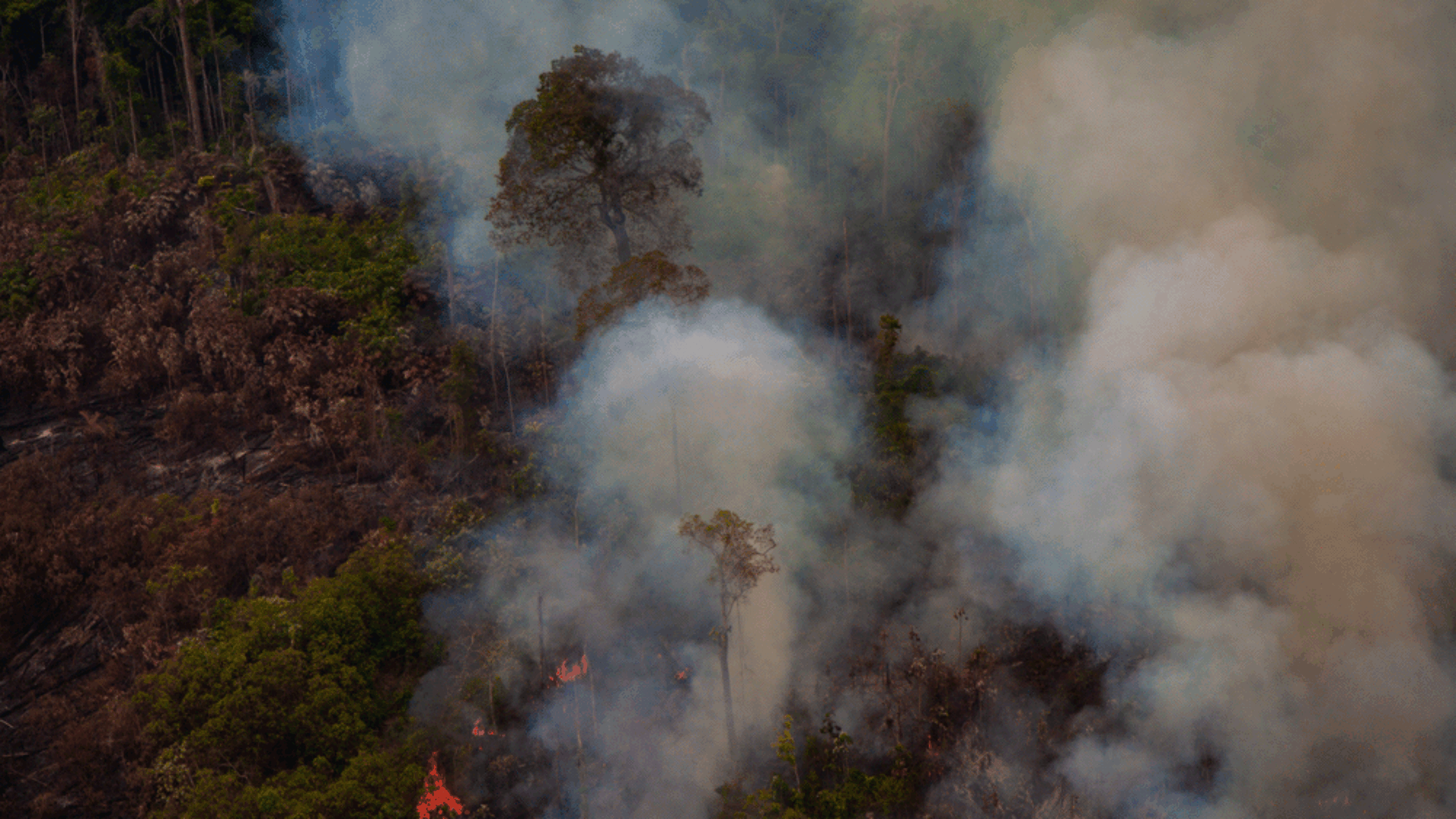 The world is on fire: You can put it out