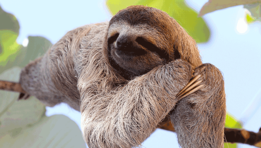Sloths