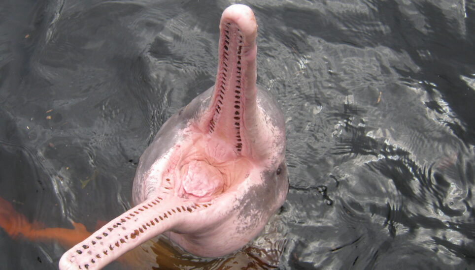 https://www.coolearth.org/wp-content/uploads/2025/07/Amazon_river_dolphin_with_mouth_open.jpg