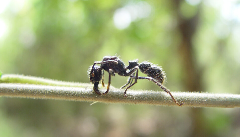 https://www.coolearth.org/wp-content/uploads/2025/07/Bullet_ant.jpg