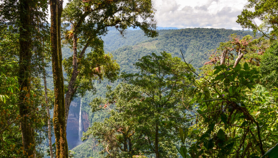 https://www.coolearth.org/wp-content/uploads/2025/07/Cool-Earth-Deforestation-Forecasting-What-if-2.jpg