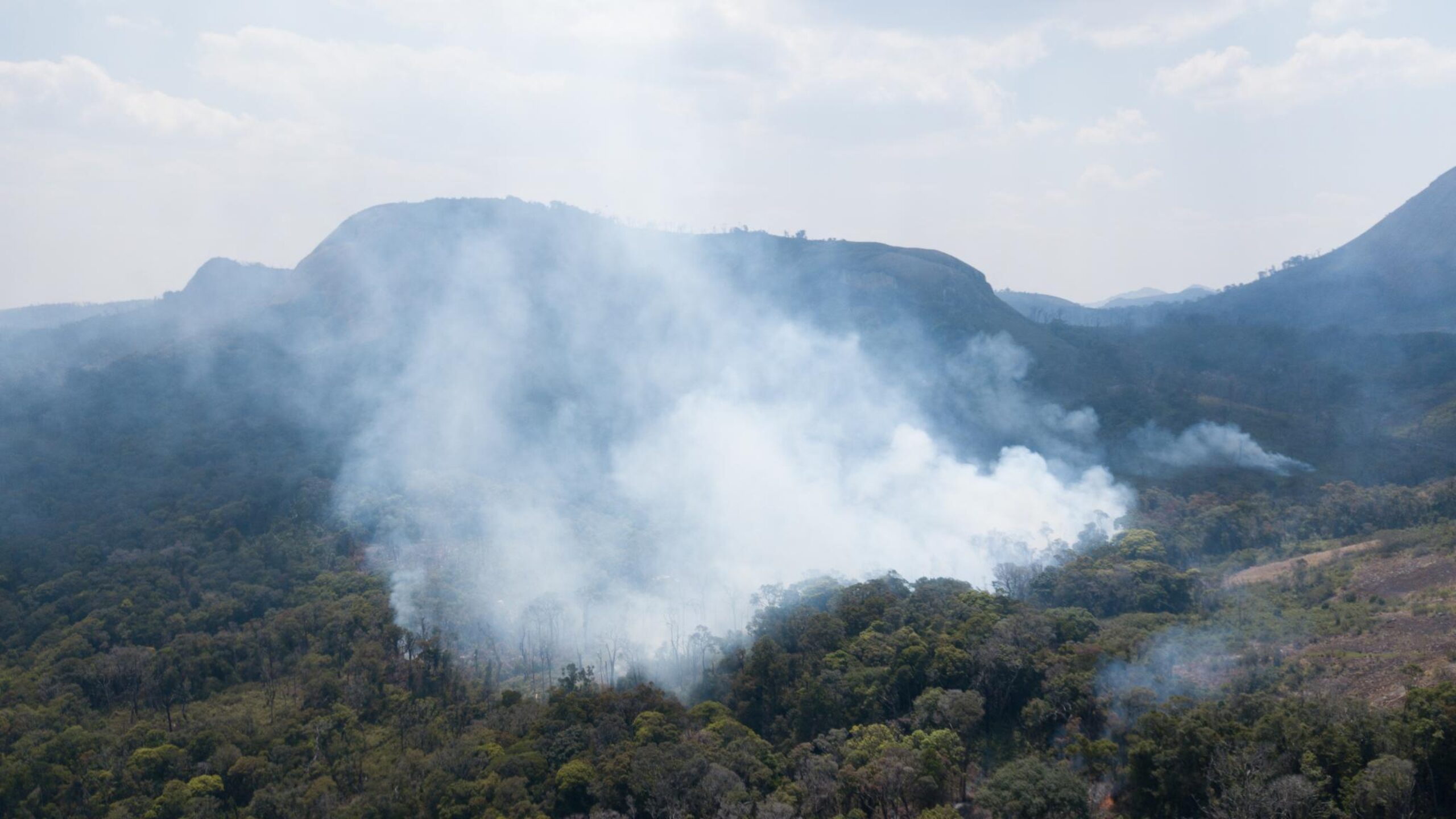 New data: forest fires caused 50% of forest loss in 2024