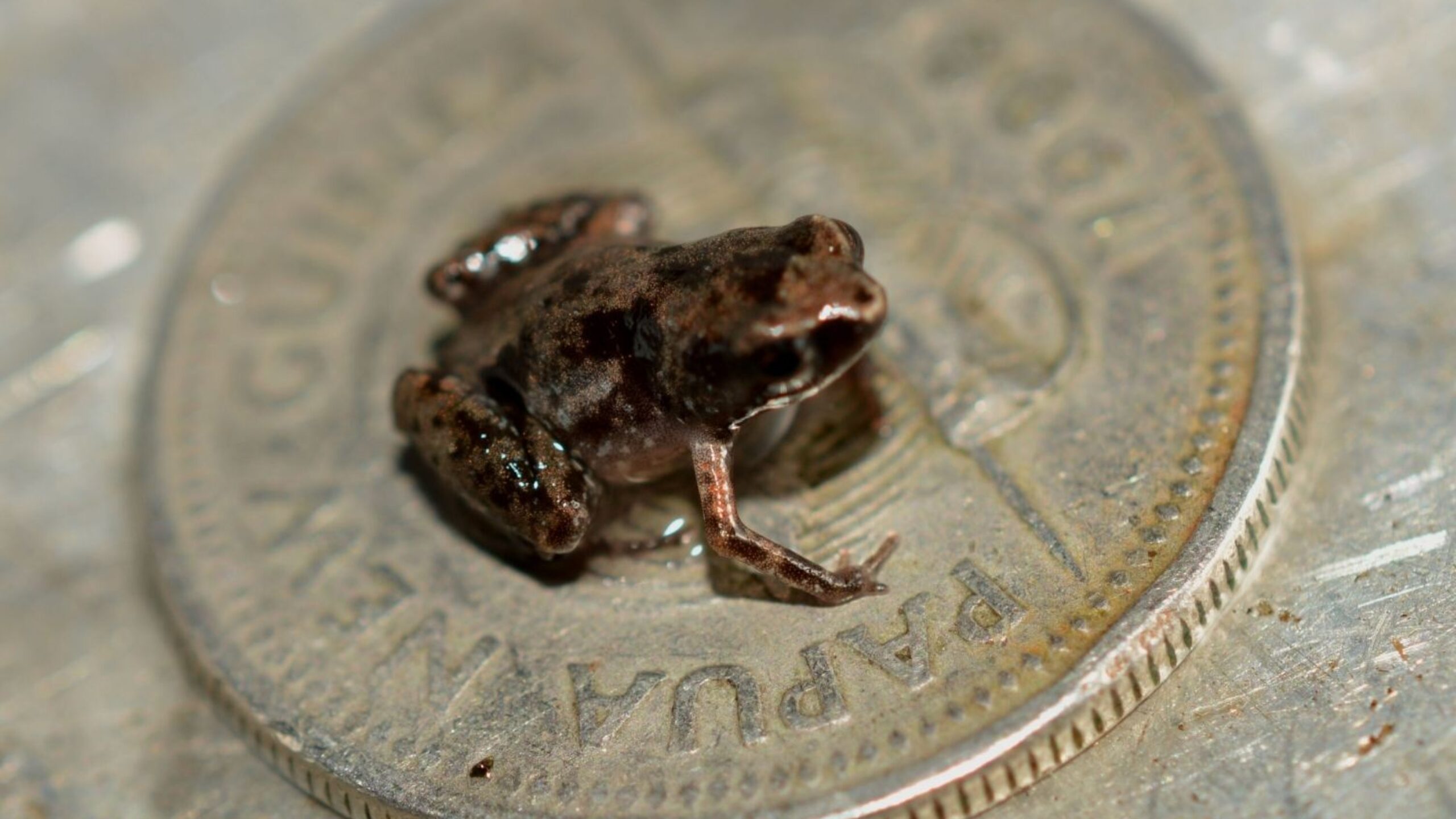 World&#8217;s Smallest Frog Living in Papua New Guinea Rainforest