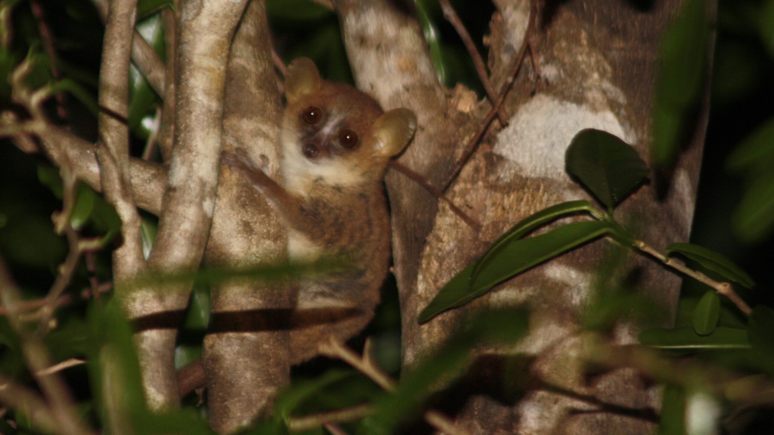 New lemur species