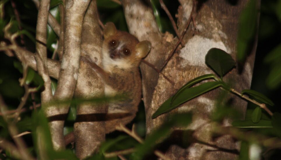 https://www.coolearth.org/wp-content/uploads/2025/07/Gray_mouse_lemur_microcebus_murinus.jpg