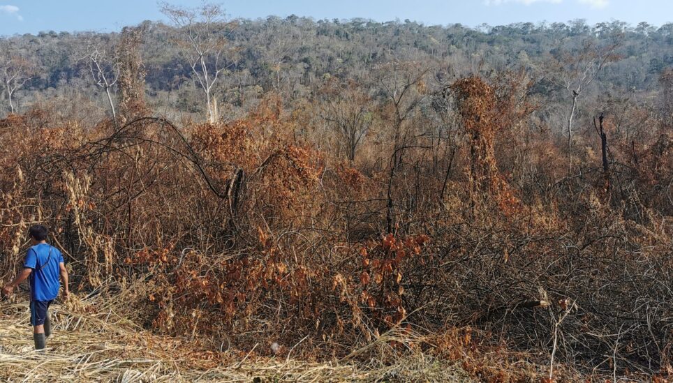 https://www.coolearth.org/wp-content/uploads/2025/07/Incendio-en-Potsoteni-scaled-1.jpg