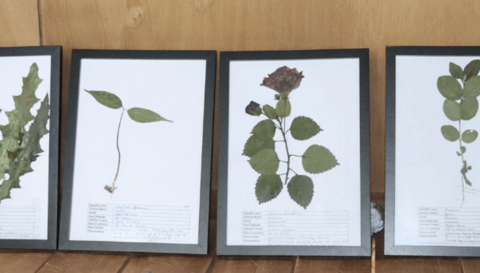 https://www.coolearth.org/wp-content/uploads/2025/07/Leaf-samples.png