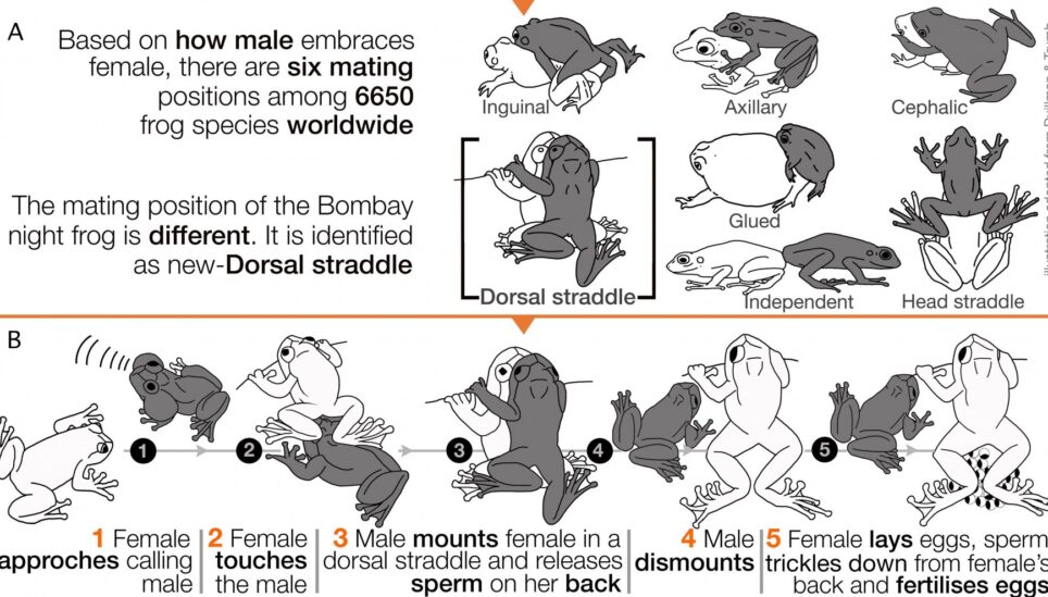 https://www.coolearth.org/wp-content/uploads/2025/07/Mating-positions-1-1800x989-1.jpg