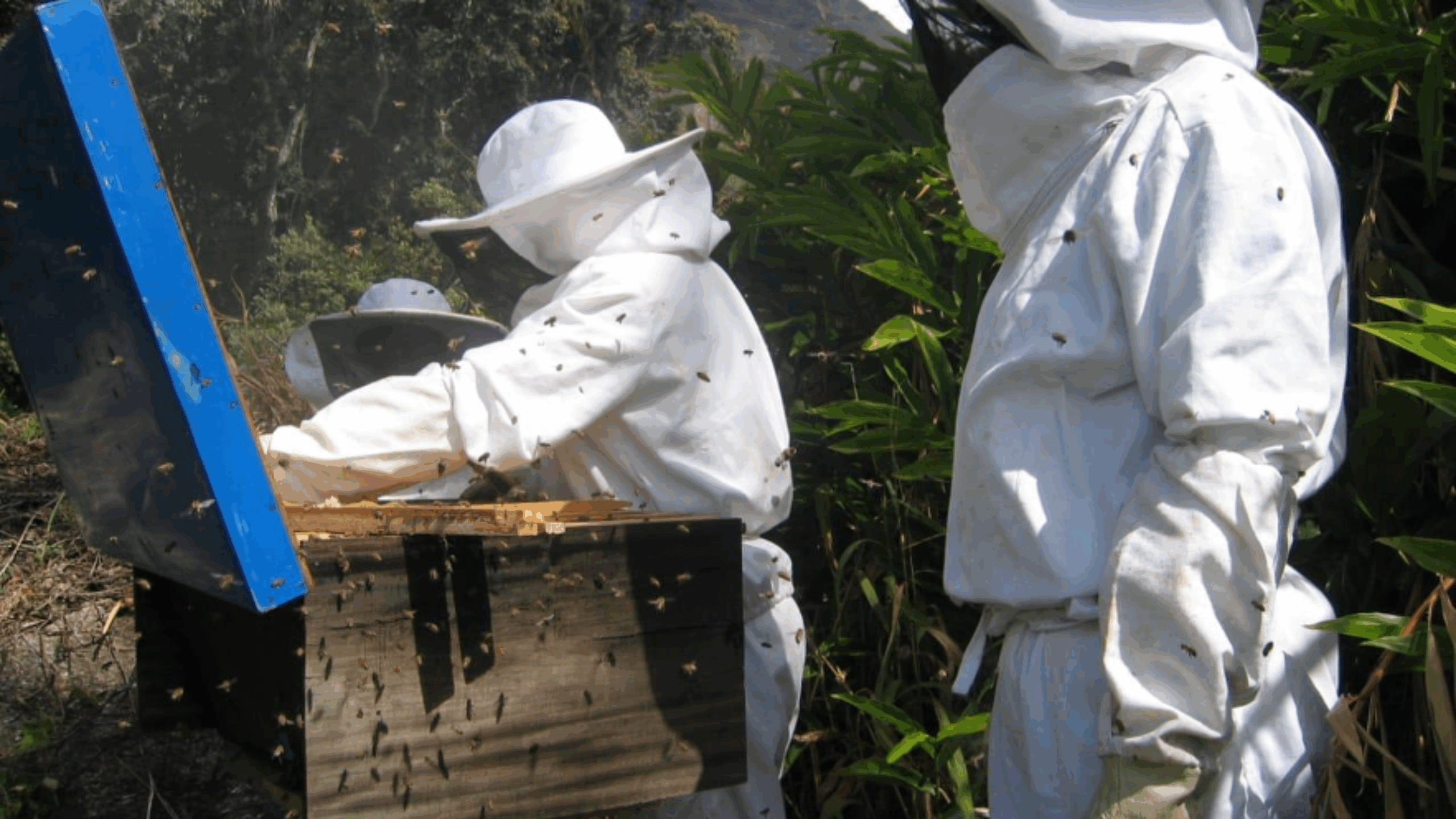 World Bee Day 2021