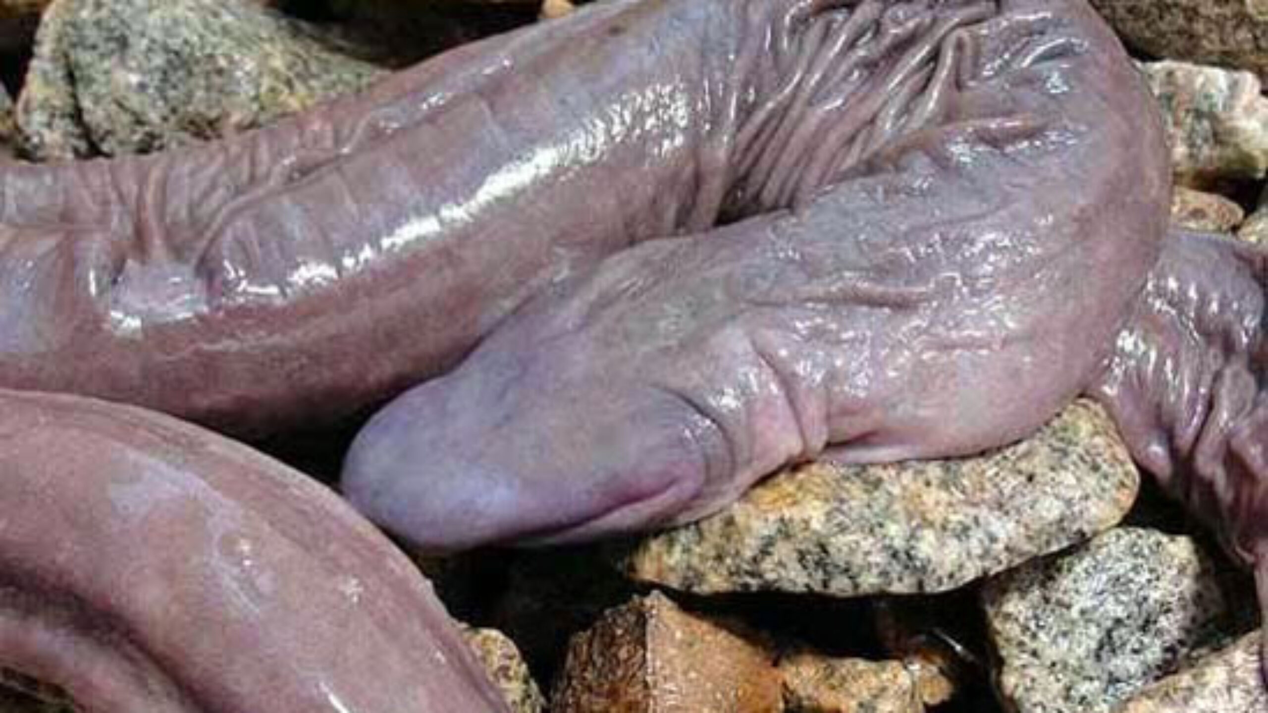 ‘Penis snake’ discovered in Brazil