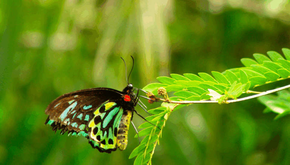 https://www.coolearth.org/wp-content/uploads/2025/07/Queen-Alexandras-Birdwing.png