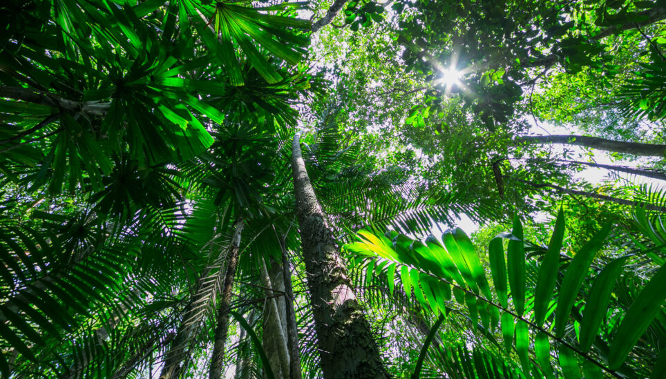https://www.coolearth.org/wp-content/uploads/2025/07/Queens-Commonwealth-Canopy_Rainforest-Canopy.jpg