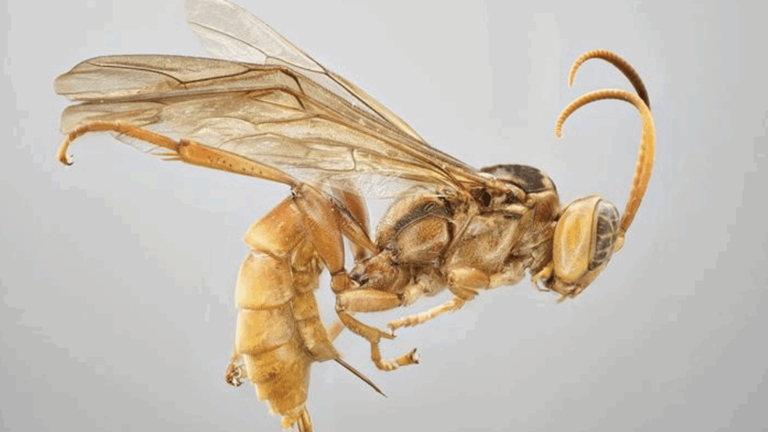 New Wasp Species Discovered in Peruvian Amazon