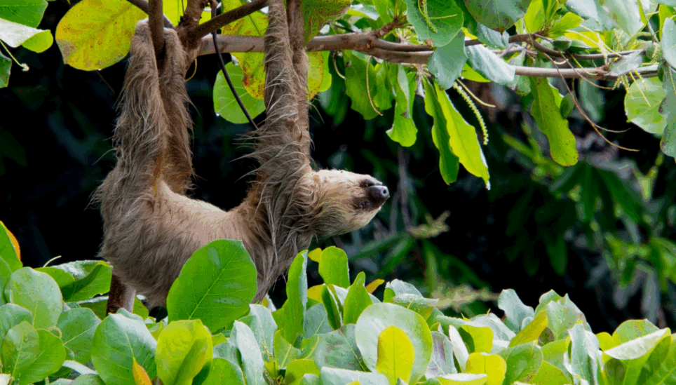https://www.coolearth.org/wp-content/uploads/2025/07/Sloth-Climate-optimism-blog-post.png