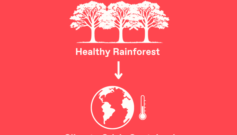 https://www.coolearth.org/wp-content/uploads/2025/07/Support-the-rights-of-Indigenous-Peoples-and-Local-Communities.png