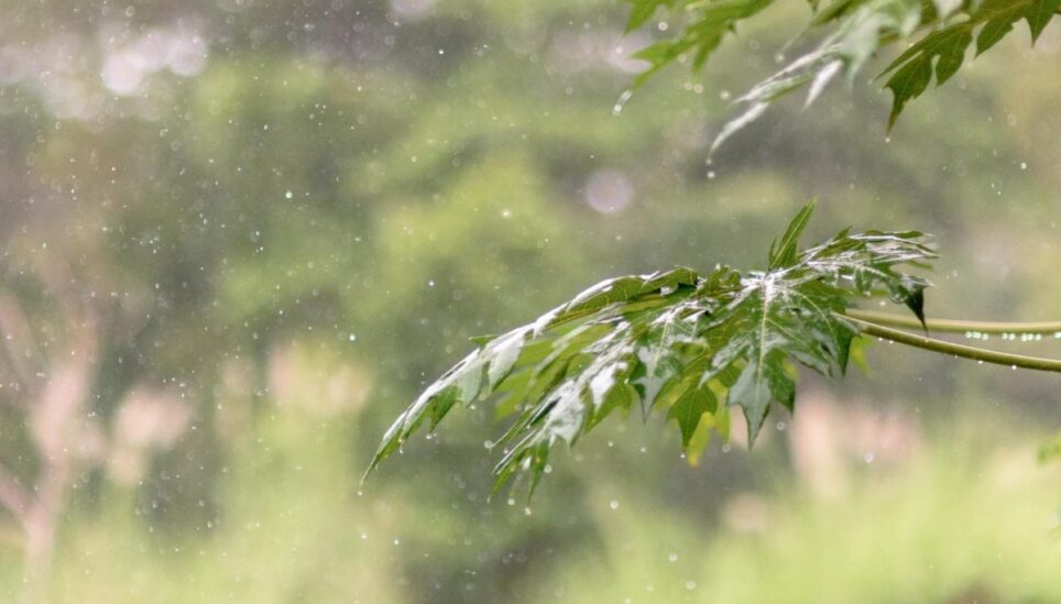 https://www.coolearth.org/wp-content/uploads/2025/07/Whats-rainforest-without-the-rain-2.jpg
