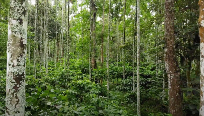 Why Rainforest?