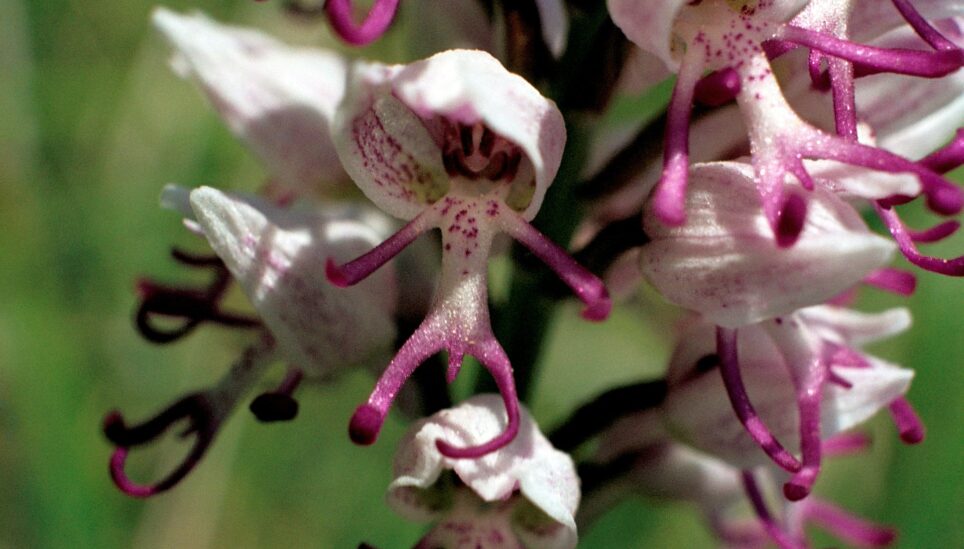 https://www.coolearth.org/wp-content/uploads/2025/07/dancing-orchids.jpg