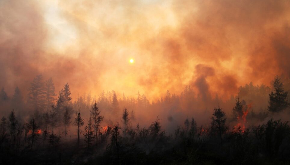 https://www.coolearth.org/wp-content/uploads/2025/07/forest-fire-cavan-adobe-stock-educational-licence-1500x844-1.jpeg