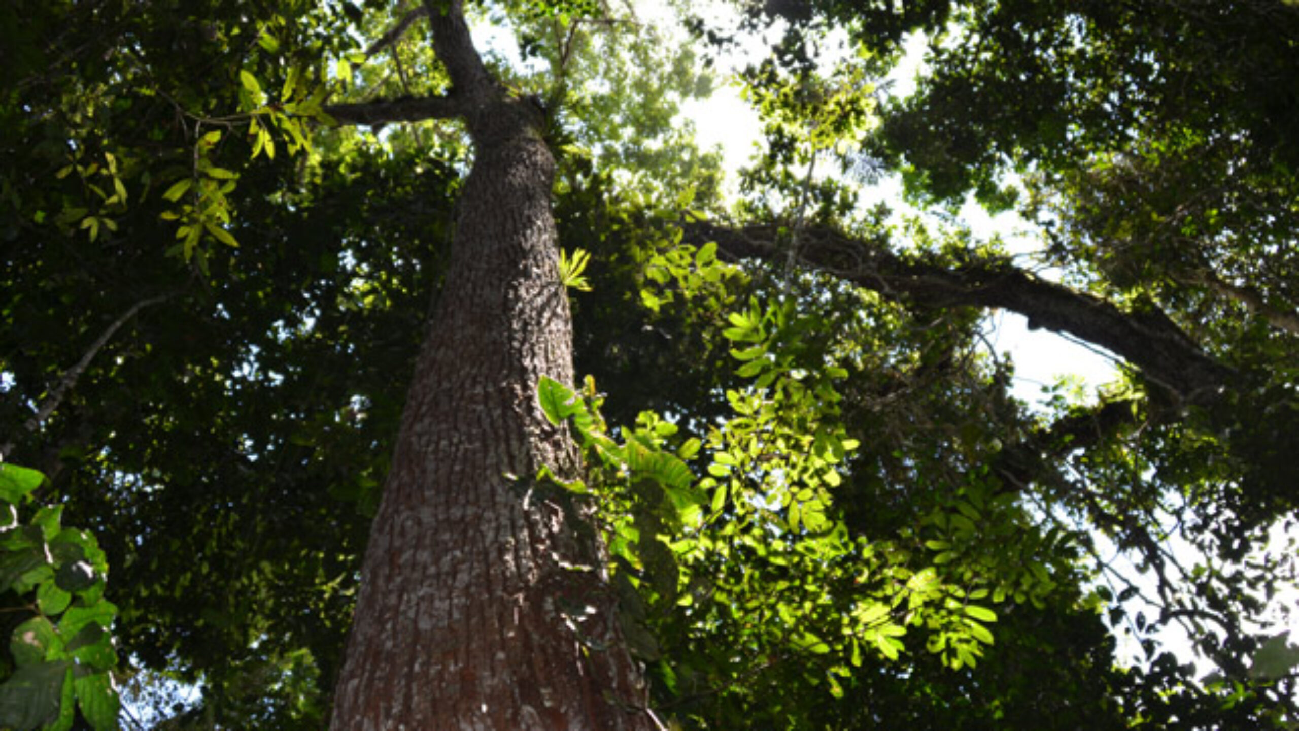 Cool Earth welcomes the Queen&#8217;s Green Canopy