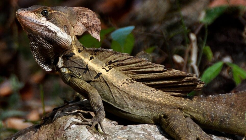 https://www.coolearth.org/wp-content/uploads/2025/07/jesus-christ-lizard-e1637965404749.jpg