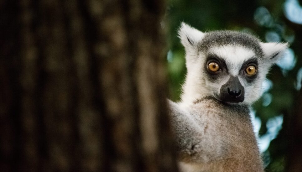 https://www.coolearth.org/wp-content/uploads/2025/07/lemurs-endangered-by-climate-chnage-cool-earth-adobestock-191663837-scaled-1.jpeg