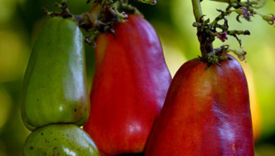 https://www.coolearth.org/wp-content/uploads/2025/07/protectrainforest_fundraising_cashew_flowers.jpg