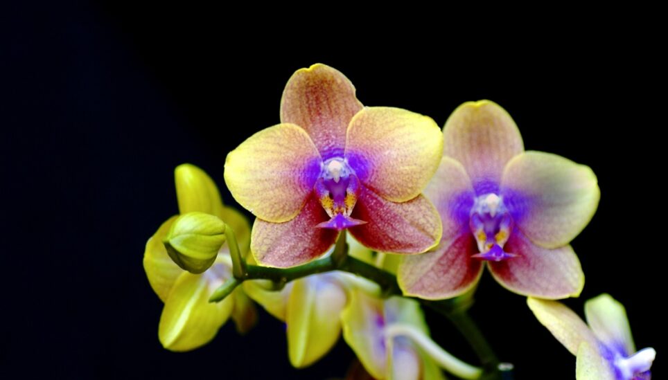 https://www.coolearth.org/wp-content/uploads/2025/07/singing-orchid-1800x1196-1.jpg