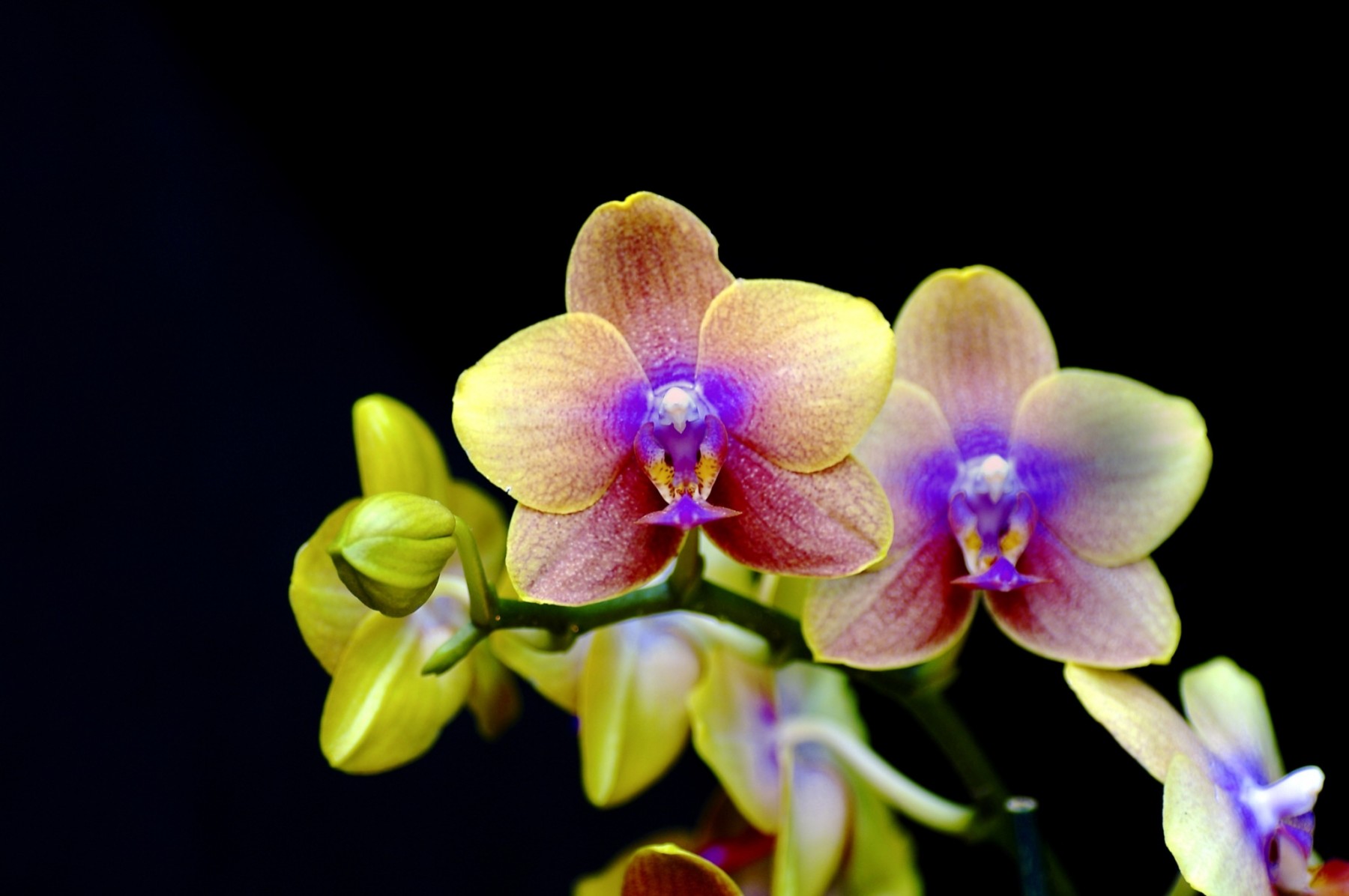 Singing Orchid Discovered in the Amazon Rainforest – Cool Earth