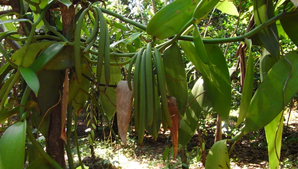 https://www.coolearth.org/wp-content/uploads/2025/07/vanilla-vine.jpg