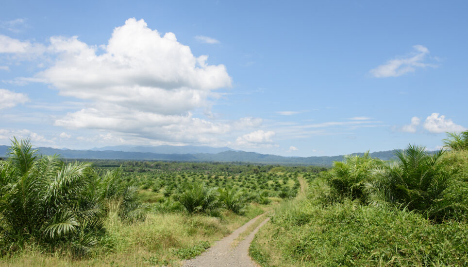 https://www.coolearth.org/wp-content/uploads/2025/07/why-is-palm-oil-bad-for-the-rainforest-1.jpg