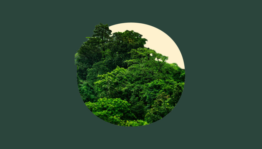 Rainforest Canopy