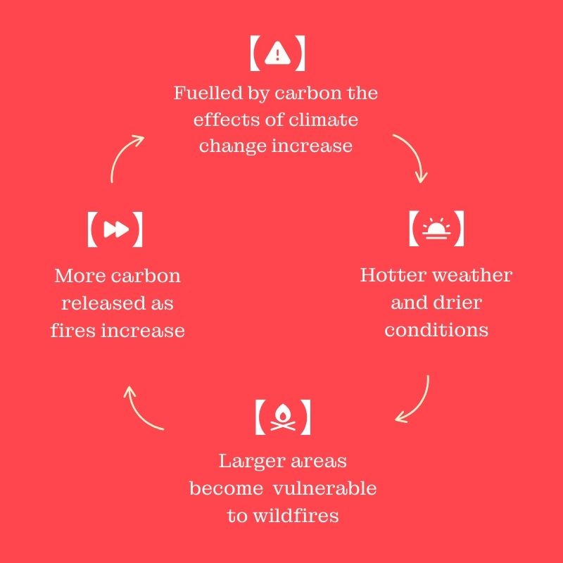 Diagram explaining the cycle of the fire feedback loop. 