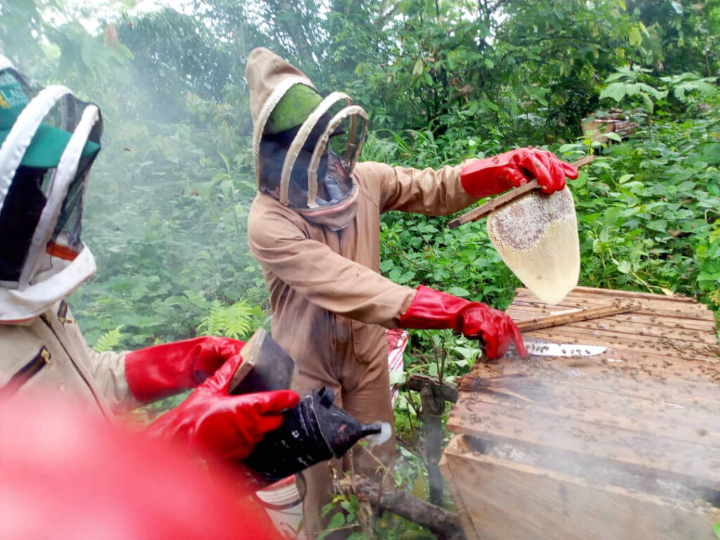 Beekeepers working on their hives in the Cameroon forest.