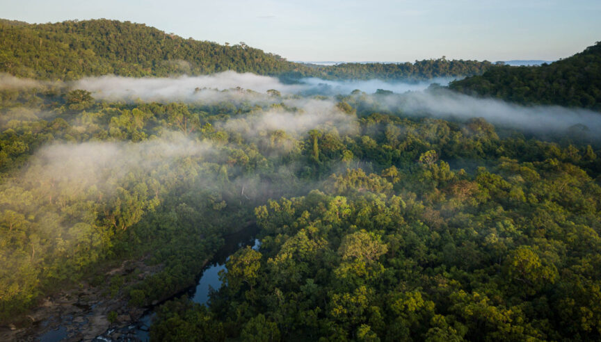Cool Earth at BIEN: Cash in Hand, Forests Standing