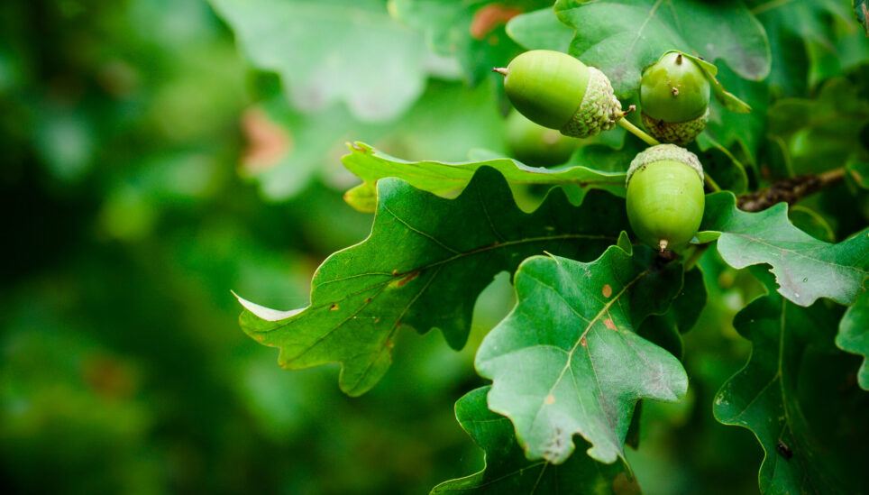 https://www.coolearth.org/wp-content/uploads/2025/08/RS753_shutterstock_498925981_oak-scaled.jpg