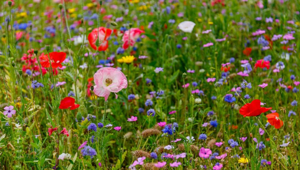https://www.coolearth.org/wp-content/uploads/2025/08/wildflower-meadow-50-scaled-1.jpg