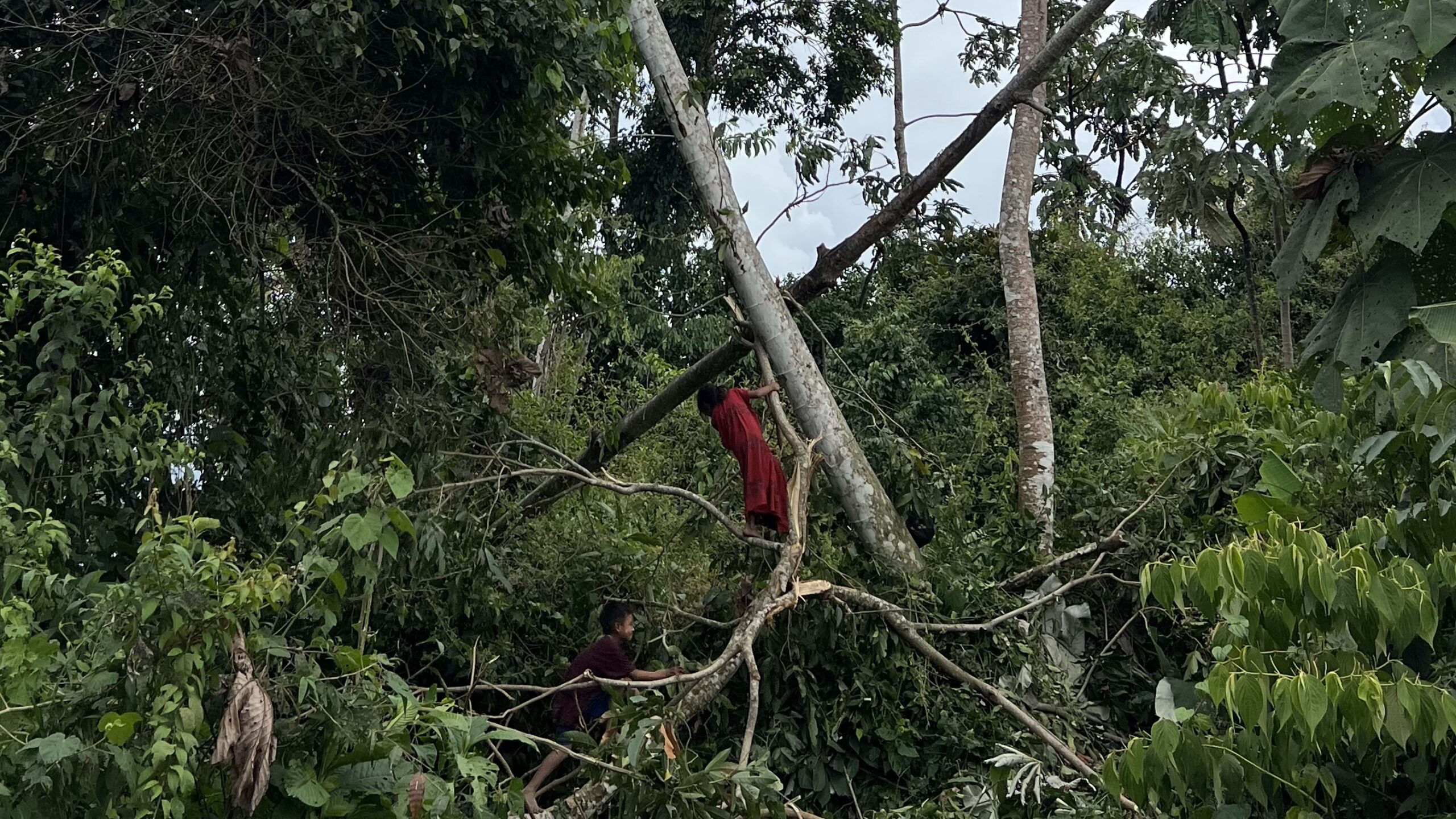 NGO Restrictions in Peru Endanger the Amazon and Its People