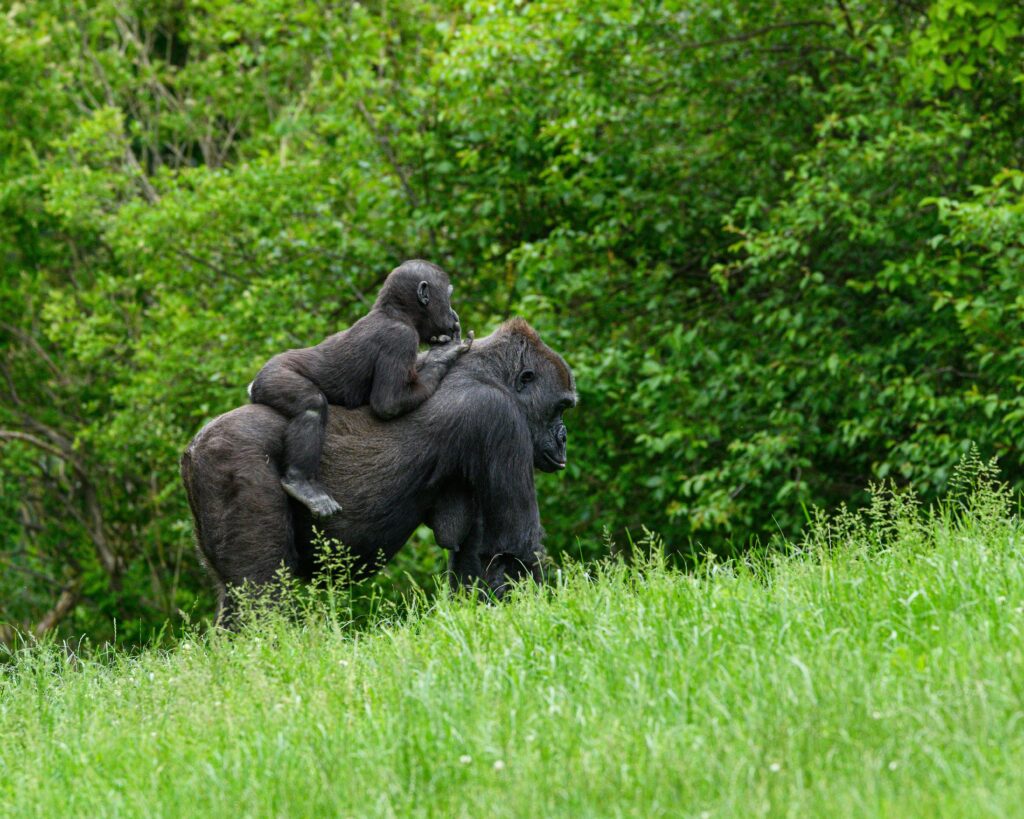 Mother gorilla with her baby in the Congo rainforest. Image credit: Jay Brand.
