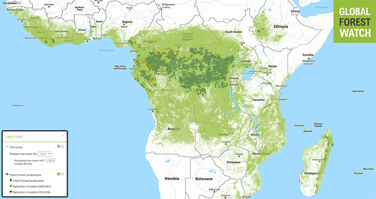Map of rainforests in Africa from Global Forest Watch.