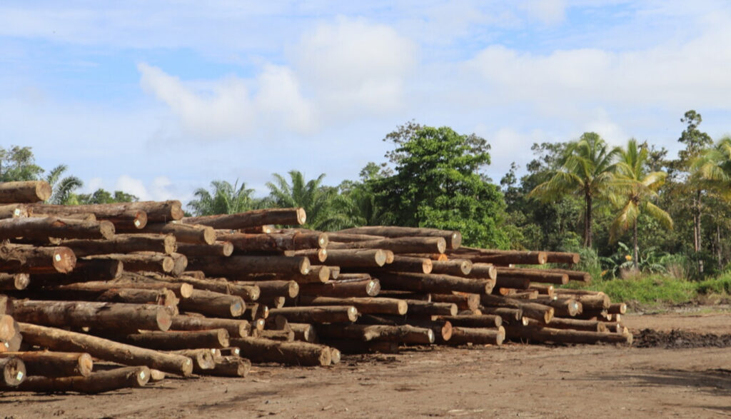 A logging site in the Papua New Guinea rainforest.