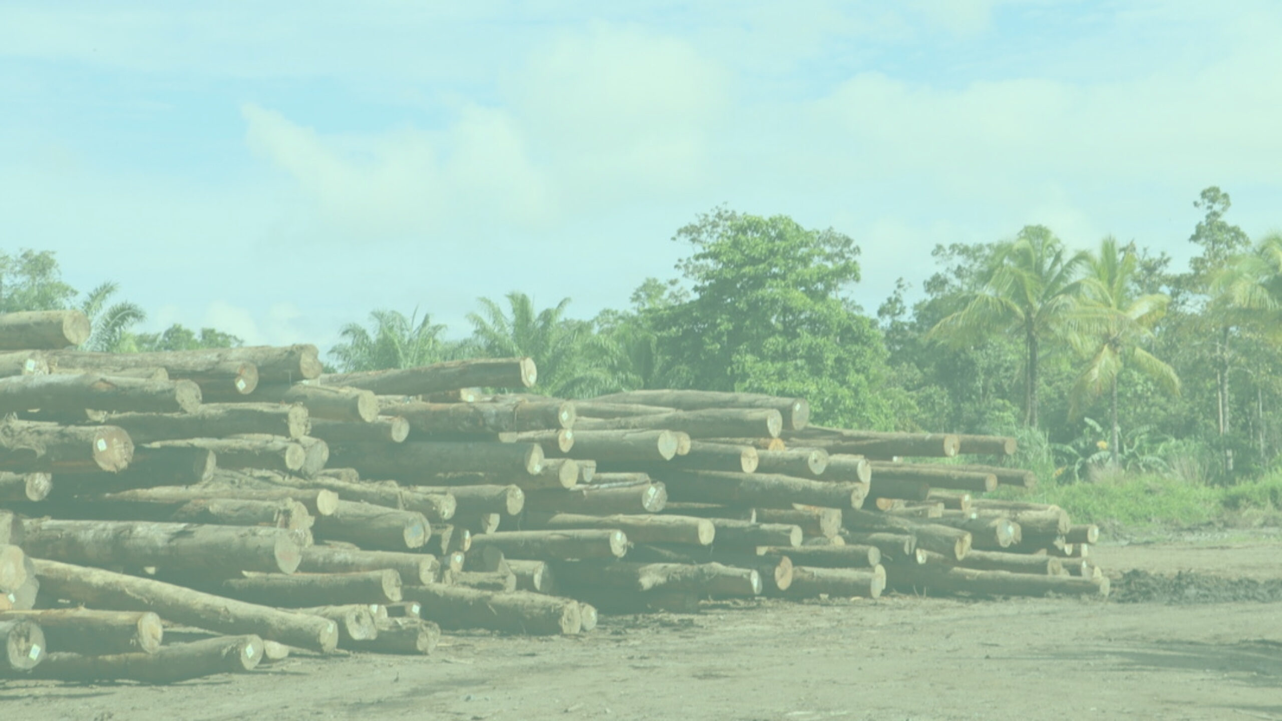 Urgent Appeal: Stop loggers