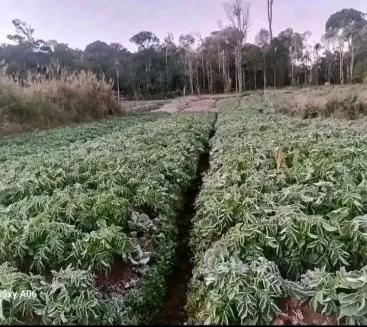 Sudden frost on crops in food garden in the Western highlands of Papua New Guinea from the impacts of El Niño.